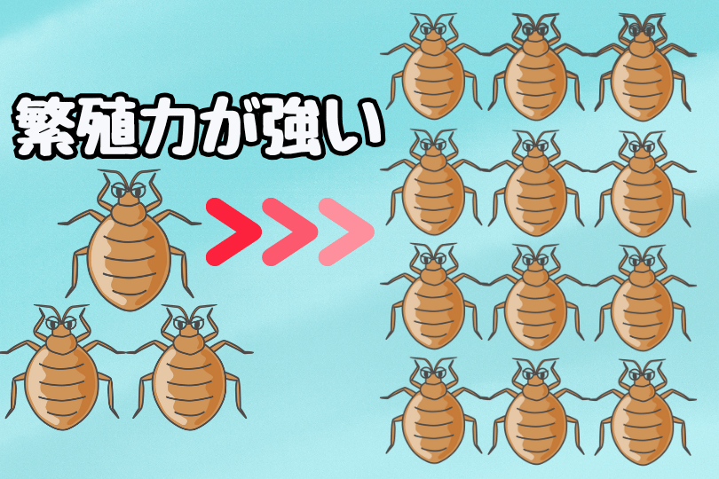 トコジラミが短期間で繁殖するイラスト