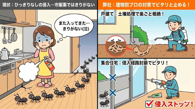 クロアリ駆除・対策の紹介