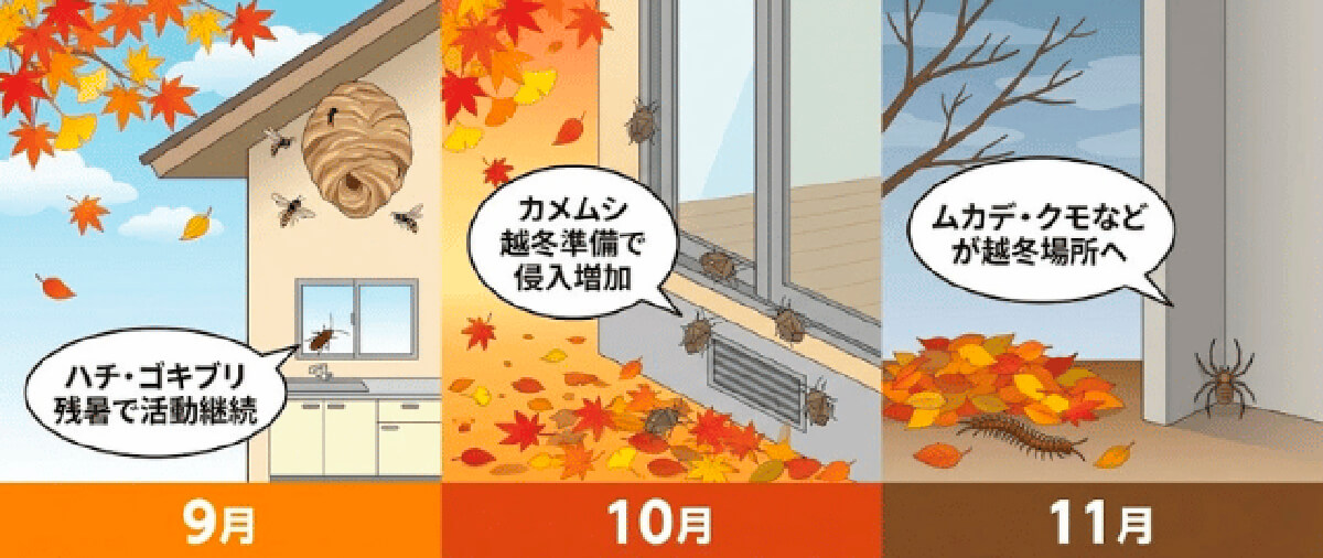 秋（9月〜11月）：攻撃性の高まりと越冬準備