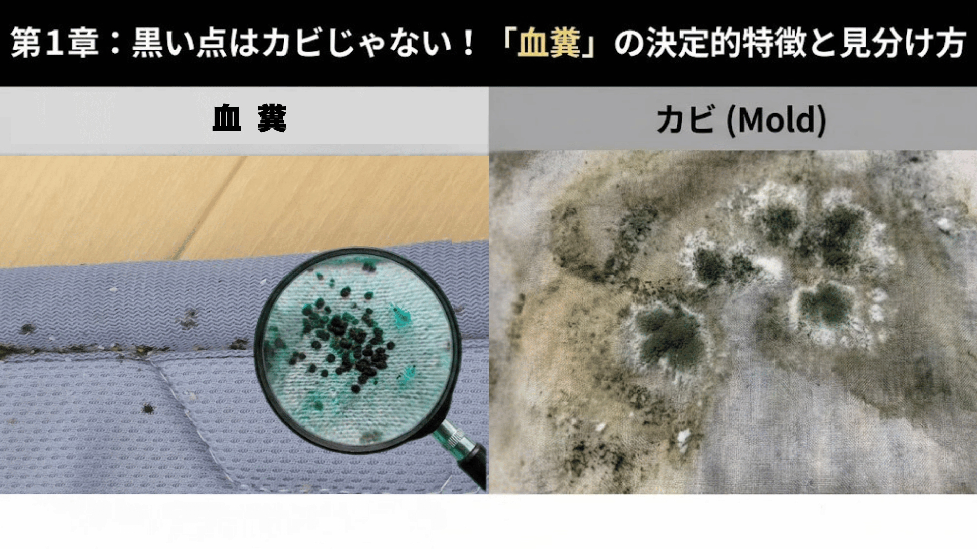 トコジラミの血糞の特徴と見分け方