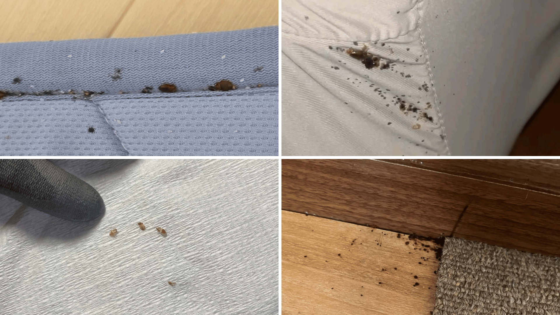 一般的な害虫駆除よりも高額になるトコジラミ駆除