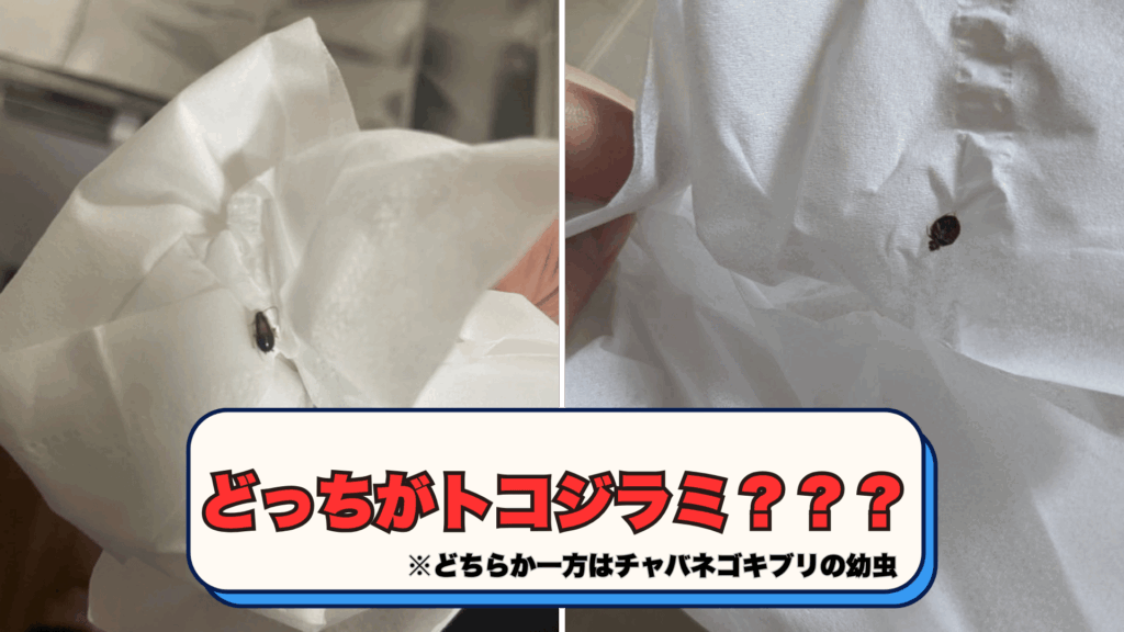 トコジラミの成虫の見た目イメージ