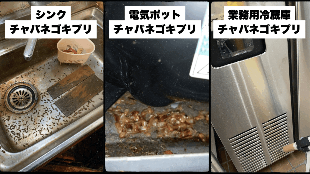 暖房器具を住処にするチャバネゴキブリ