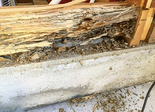 到着後、侵入経路調査と駆除作業