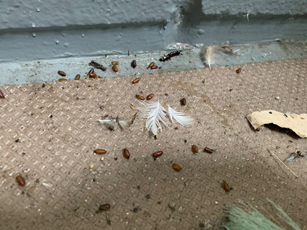 ゴキブリマンションの廊下写真