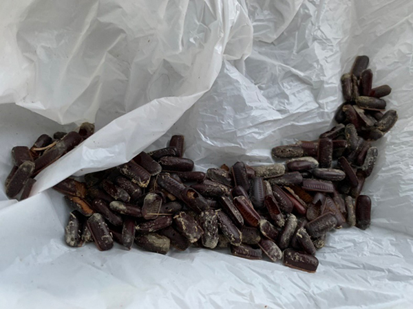 ゴキブリの住みかになった一軒家の卵