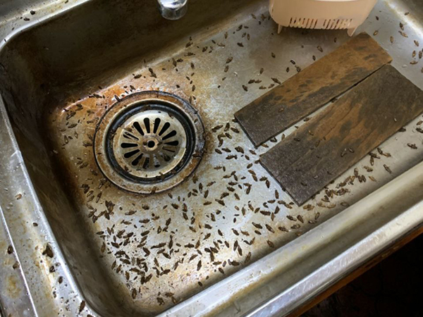 巣の発見後に沸いた無数のゴキブリ