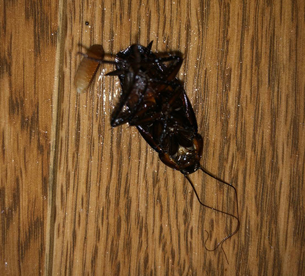 死に際に生み落とす卵で子孫を絶やさない!