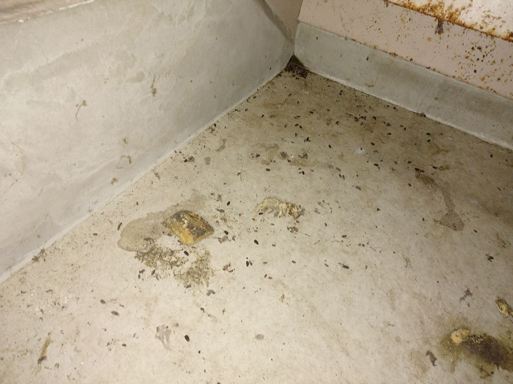 糞のラットサイン