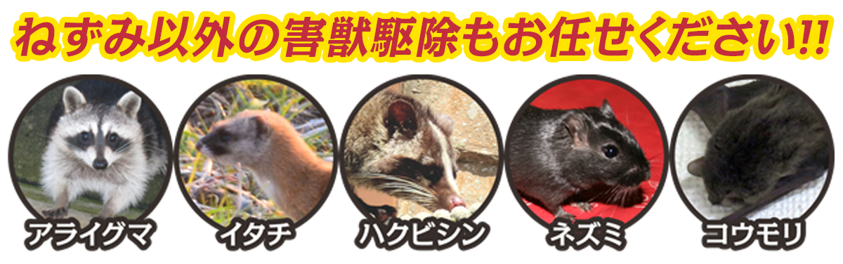 ねずみ以外の害獣駆除もお任せください
