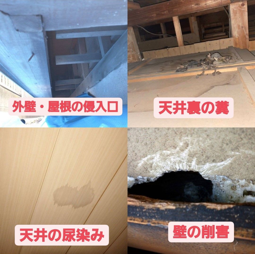外壁・屋根の侵入口、天井裏の糞、天井の尿染み、壁のかじり跡の4枚の現場写真
