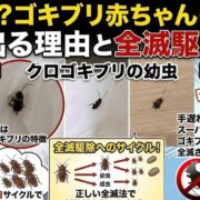 ゴキブリの赤ちゃんが冬に出る理由と全滅駆除方法のイラスト