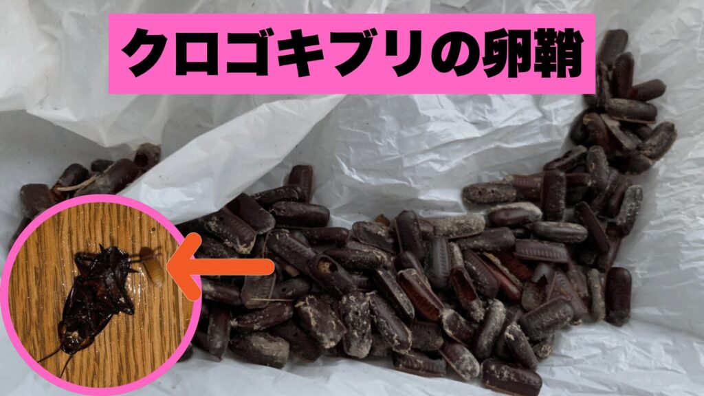 家の中に産み落とされたクロゴキブリの卵鞘から孵化する赤ちゃん