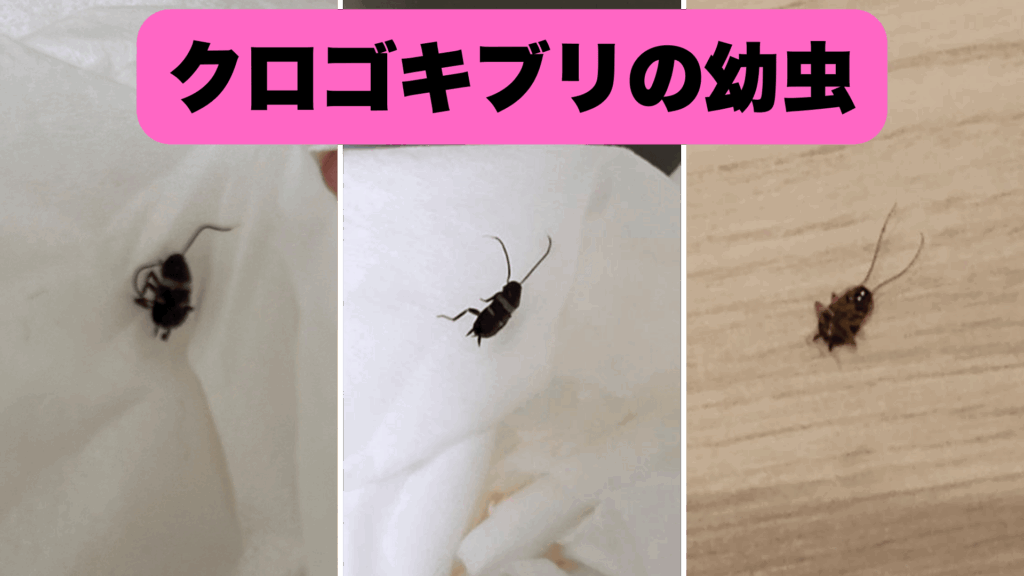 一つの卵から孵化したクロゴキブリの幼虫