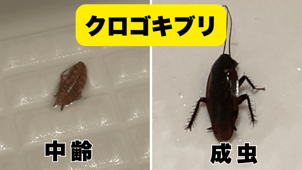 赤ちゃんから成長した巨大なクロゴキブリの成虫