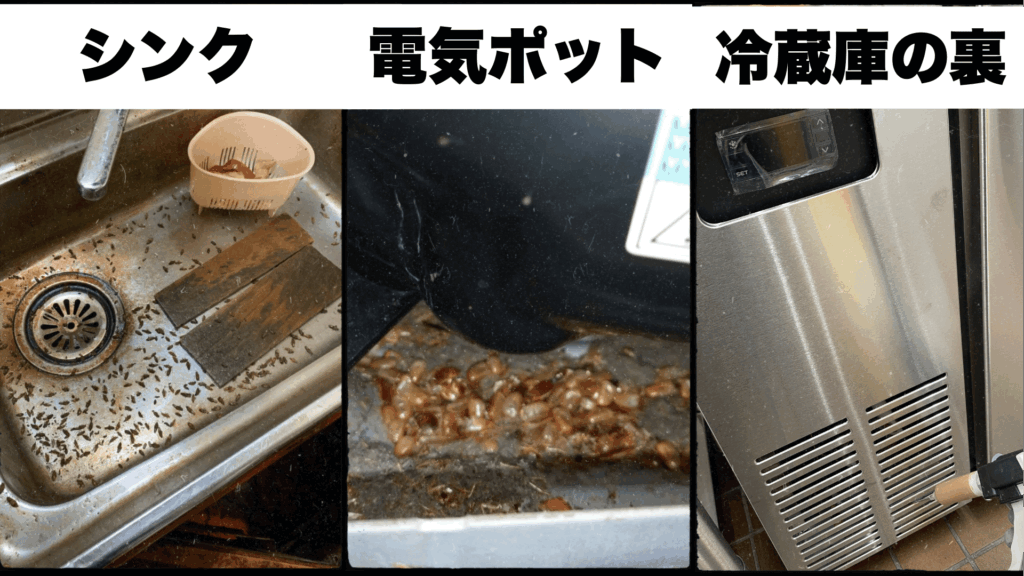 家電の裏など暖かくて暗い場所に潜むゴキブリの赤ちゃん