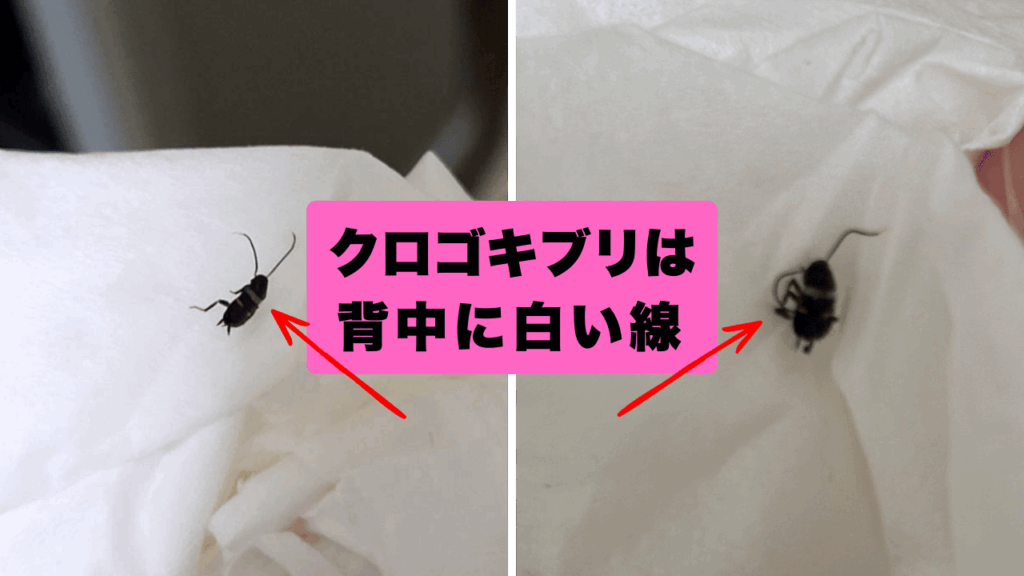 クロゴキブリの幼虫（黒い体に白い線）