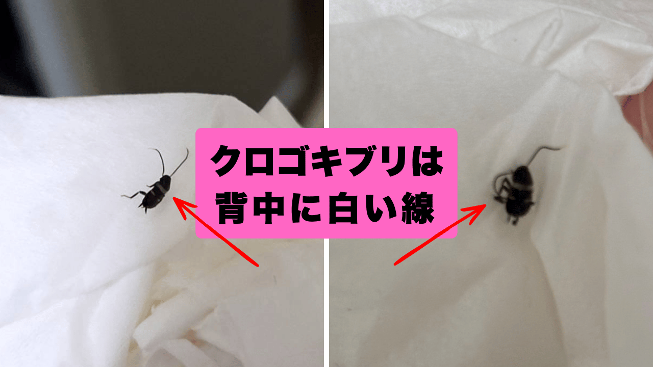 冬に出たクロゴキブリの赤ちゃん（幼虫）の特徴である白い線