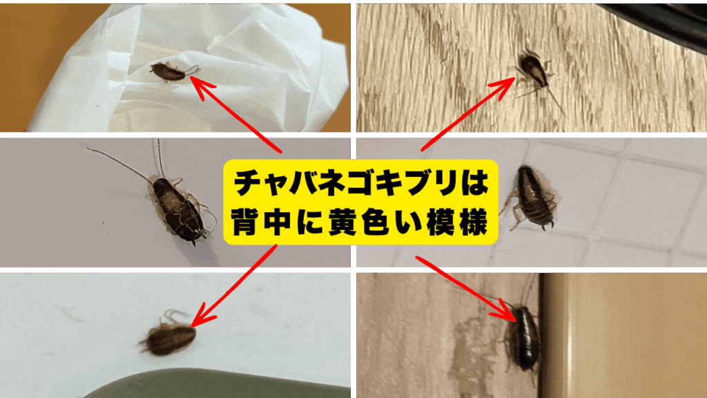 チャバネゴキブリの幼虫（黄色い斑紋）