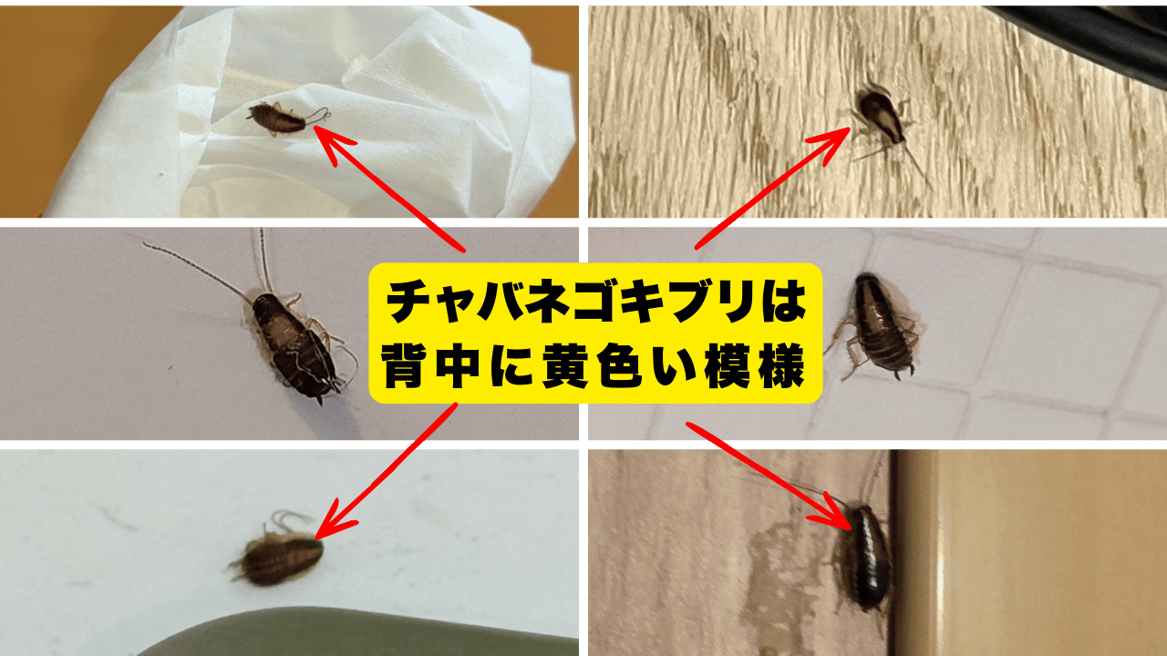 チャバネゴキブリの赤ちゃん（幼虫）の黄色い模様