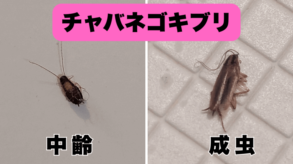チャバネゴキブリの中齢と成虫