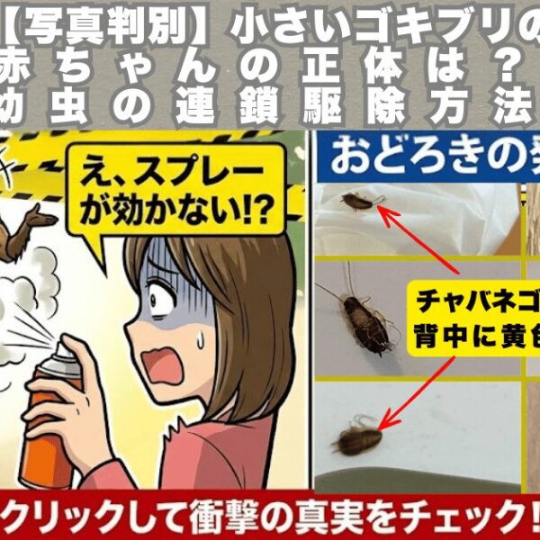 小さいゴキブリの赤ちゃんのアイキャッチ