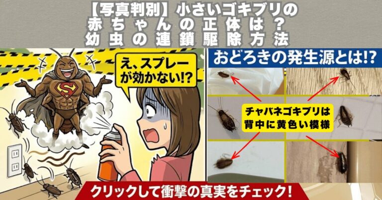 小さいゴキブリの赤ちゃんのアイキャッチ