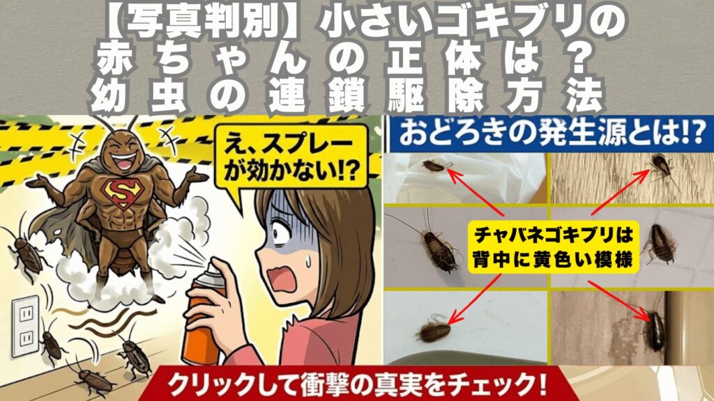 小さいゴキブリの赤ちゃんカバー