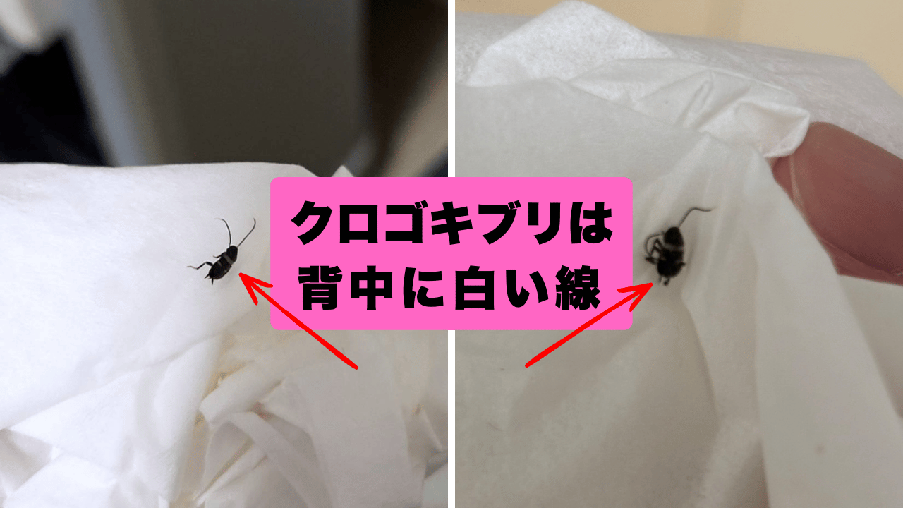 クロゴキブリの発生初期の特徴（白い線）