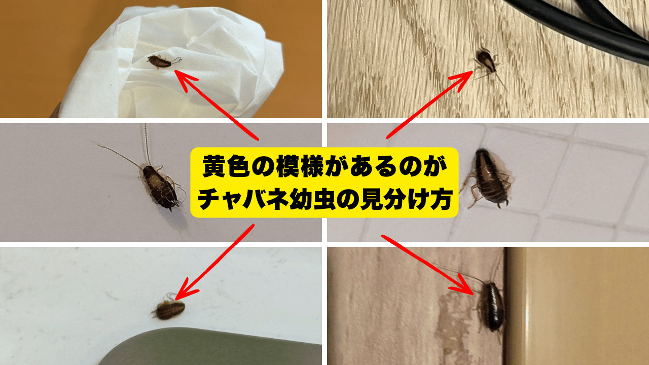 チャバネゴキブリの初期段階の特徴（黄色い斑紋）