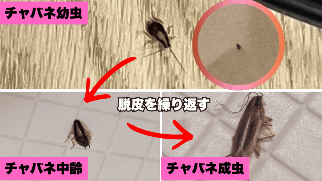 チャバネゴキブリが脱皮を繰り返して成長する様子