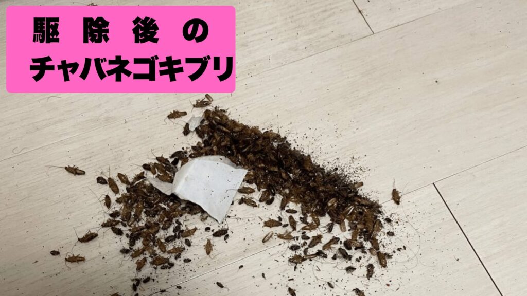 ゴキブリの見えない巣